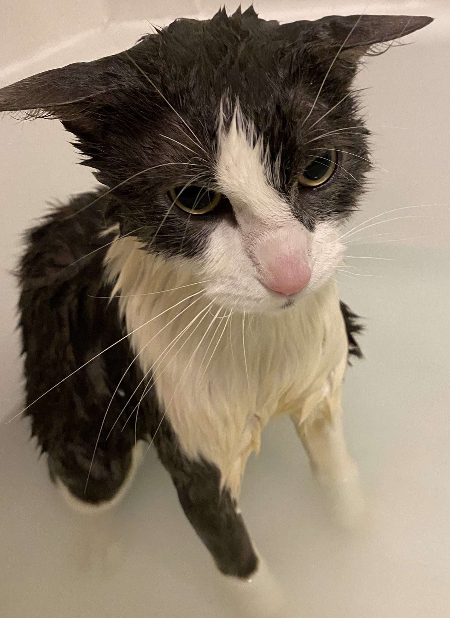 Angry shaved best sale cat