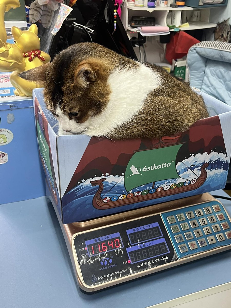 cats with jobs 🛠 (@catworkers) on Twitter photo 