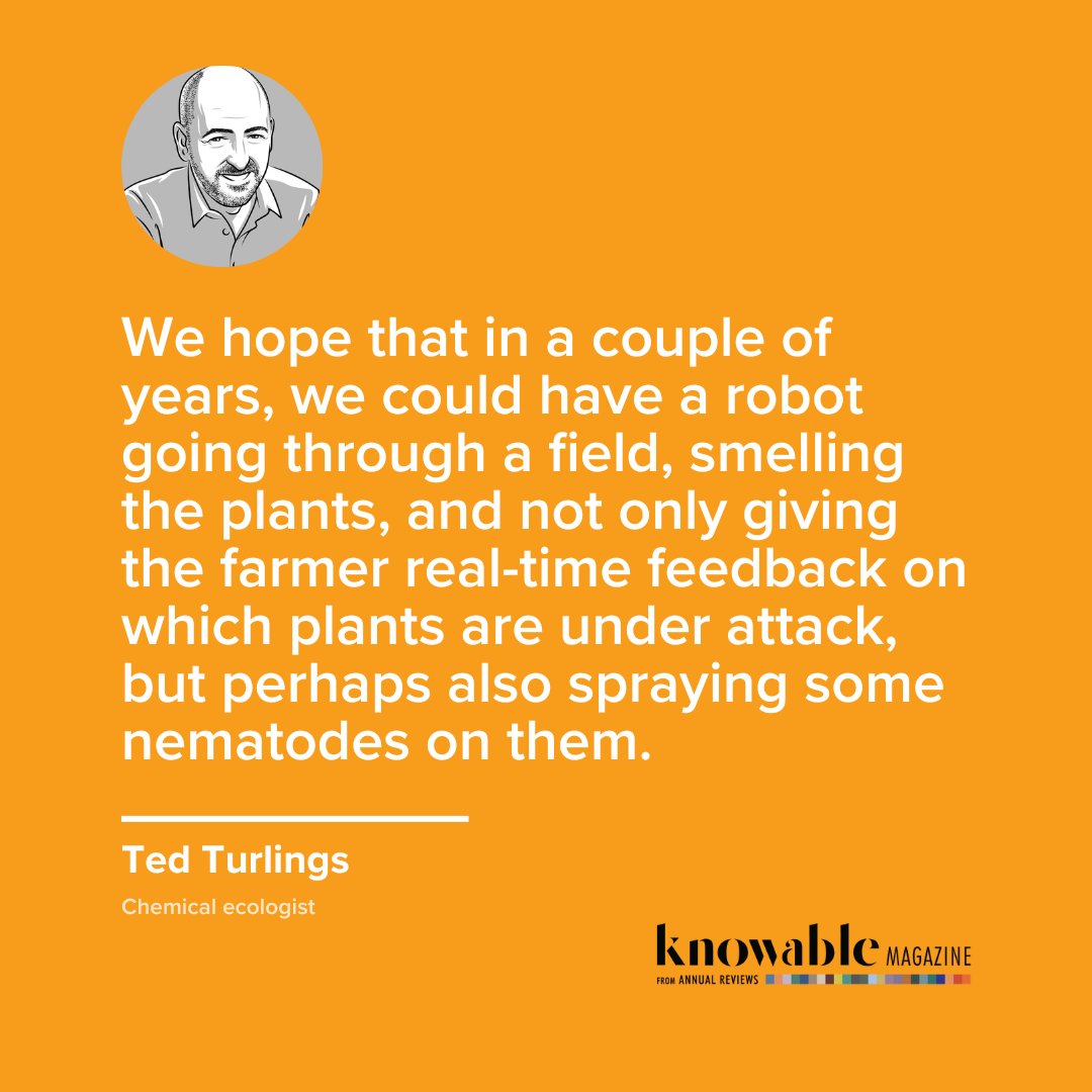 Some plants, through natural selection, have evolved a special strategy aimed at dispatching unwelcome visitors: They send out odor signals to attract their enemies’ enemies. 

Read the Q&amp;A with chemical ecologist Ted Turlings in <a href="/KnowableMag/">Knowable Magazine</a>: arevie.ws/PlantPests