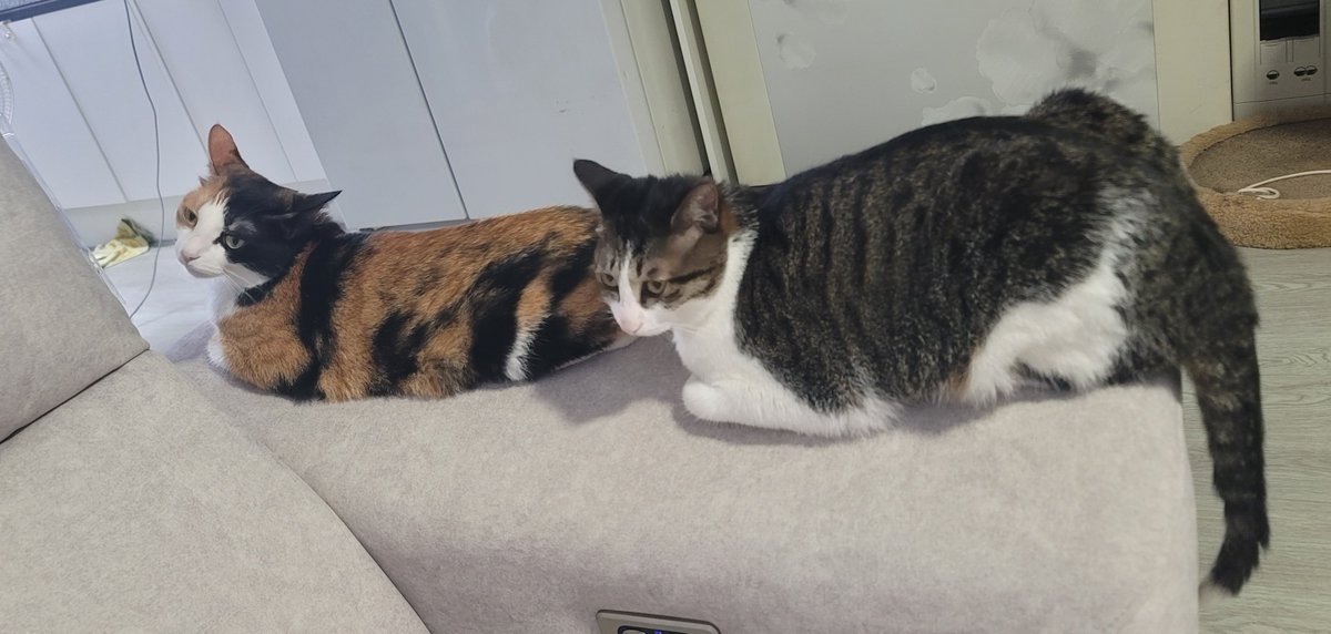 자매고양이 2