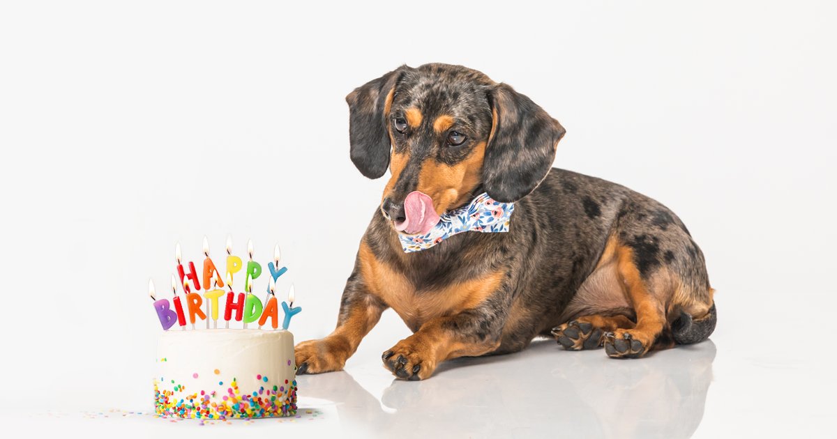 Happy birthday to our sophisticated, accomplished, &amp; handsome CEO, <a href="/GoodBoy_CEO/">Rocky, CEO</a>! It will be no surprise to anyone that he did, in fact, wish for more treats.