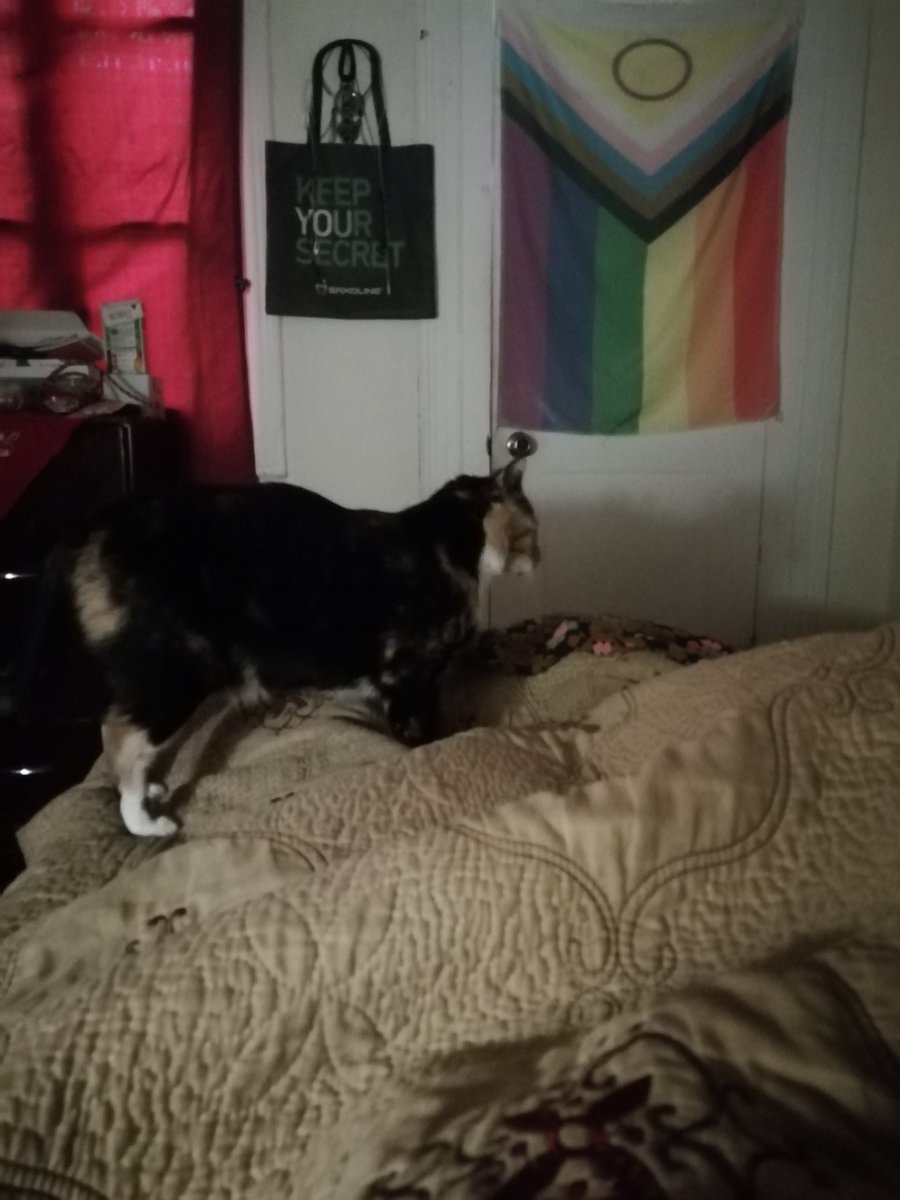 Támara 💟 Casado V.🌻🐱🛜🐧🐆🏳️‍⚧️ tweet media