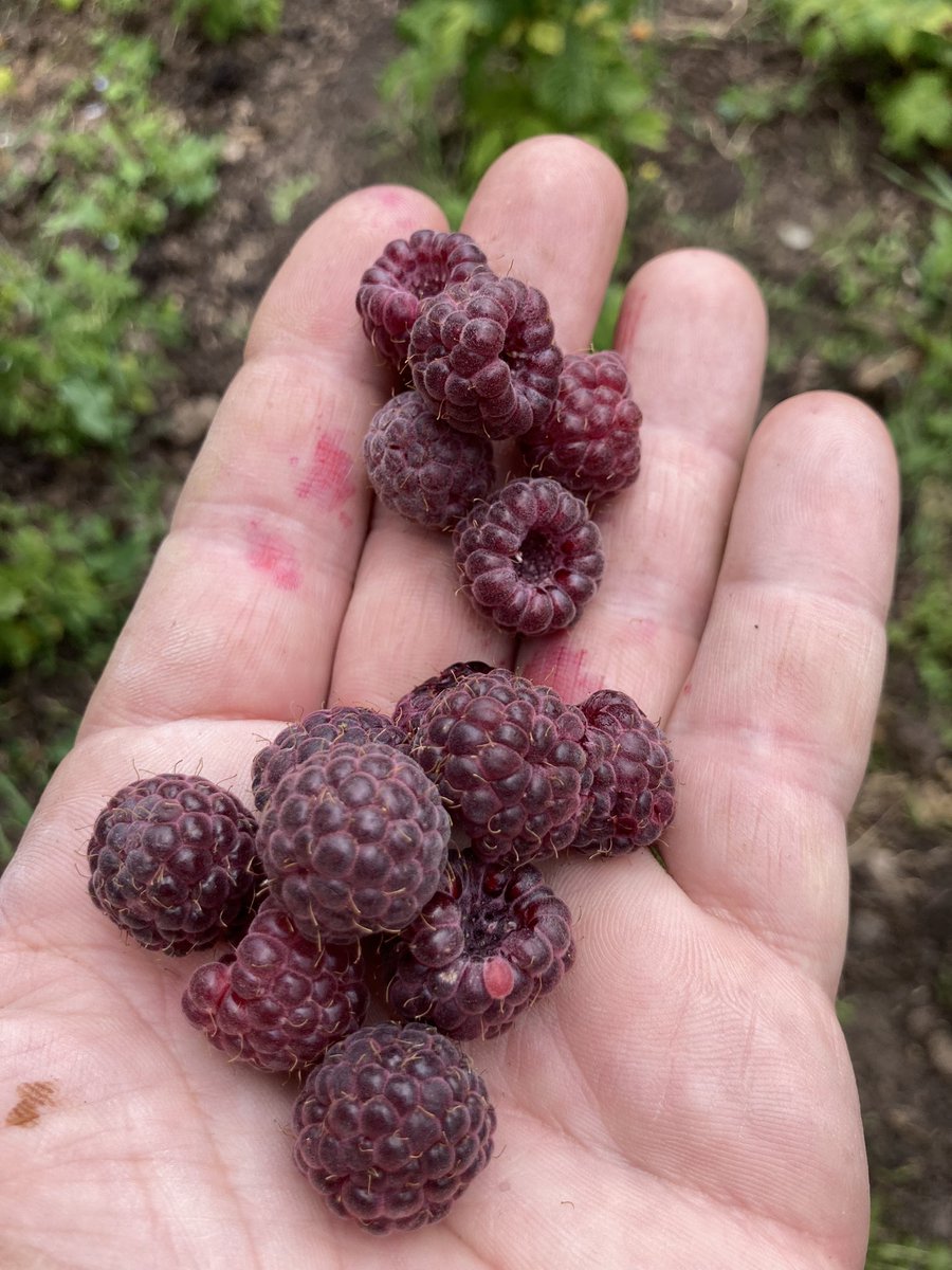 stewartwaine's tweet photo. Rubus purple raspberry, two different of my own bred varieties https://t.co/Lh145iNDBO