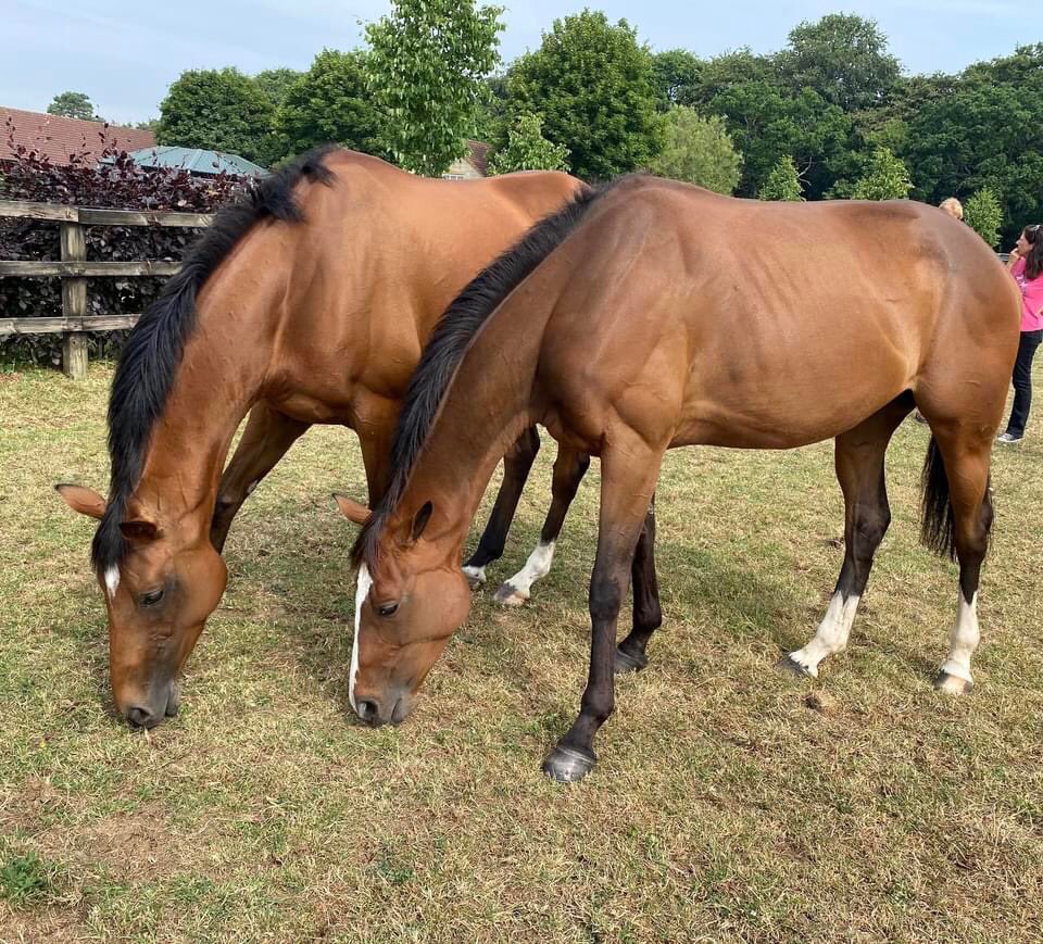 TeamHeartRacing's tweet photo. **SHARES** have become available in ANNE BONNY with @Neil_Mulholland. We’re putting her 1st season behind us as she wasn’t as forward physically as hoped &amp; will benefit from her break &amp; the experience gained. 
All inc 5% shares £120 per month. NO buy in costs.
DM for deets ❤️🏇 https://t.co/f8Vd3StjD3
