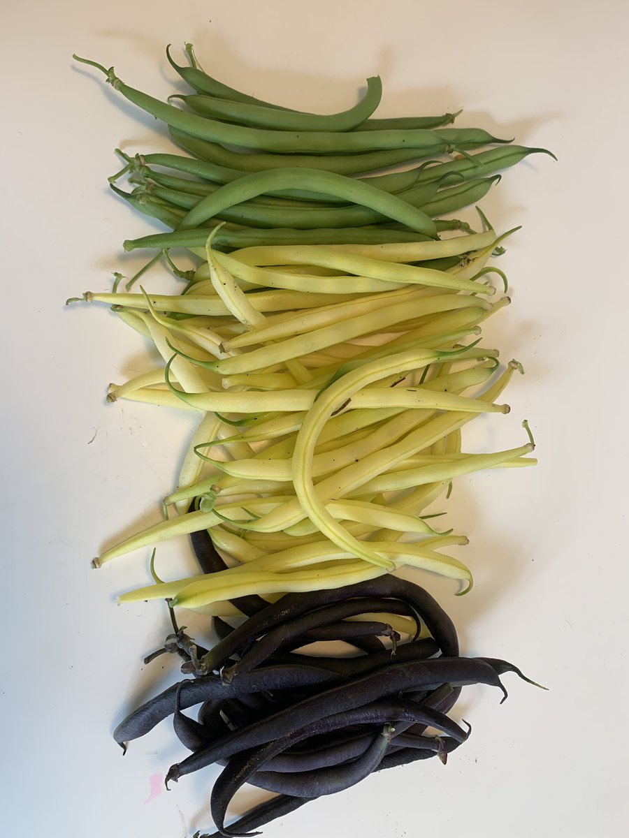 Been off Twitter for a bit. Not sure what it’s for anymore tbh. Anyway, it’s summer and I’ve picked some nice beans for everyone to look at.