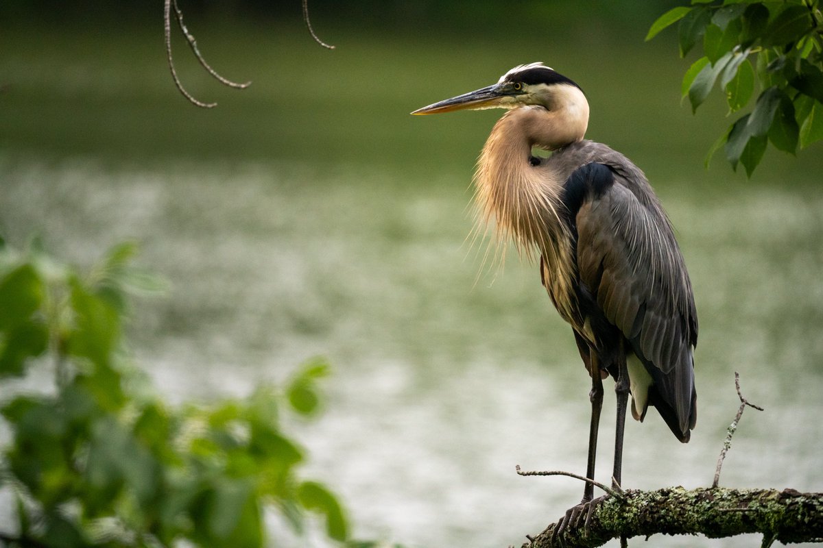 BrownChairPhoto's tweet photo. This Great Blue Heron was nice enough to stand especially still for me while I captured this photo. https://t.co/FDgMjC5n1i
