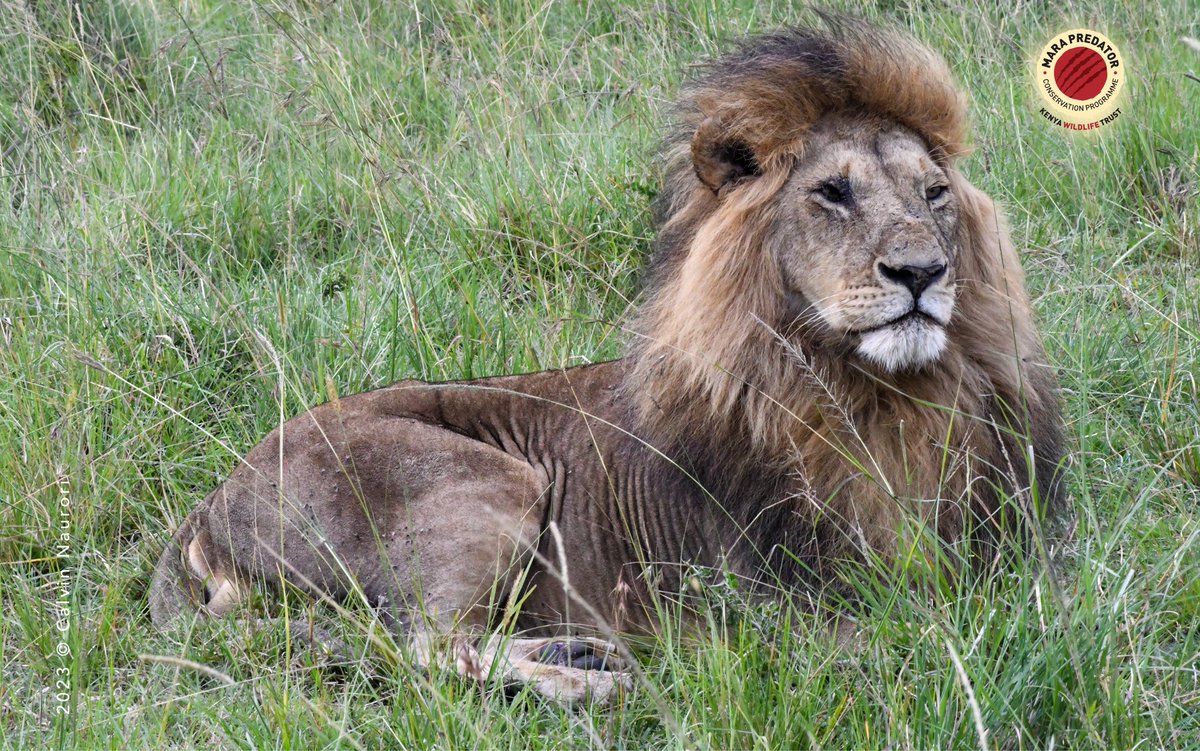 Calvin, our <a href="/MaraPredator/">Mara Predator Conservation Programme</a>’s research assistant, has been on fieldwork monitoring, thanks to the generous support of <a href="/sovereignnature/">Sovereign Nature Initiative</a>. He covered a distance of 284 kilometers, and encountered a total of 19 lions through six distinct sightings.

📸Olepolos (Salas boy) near Tembo