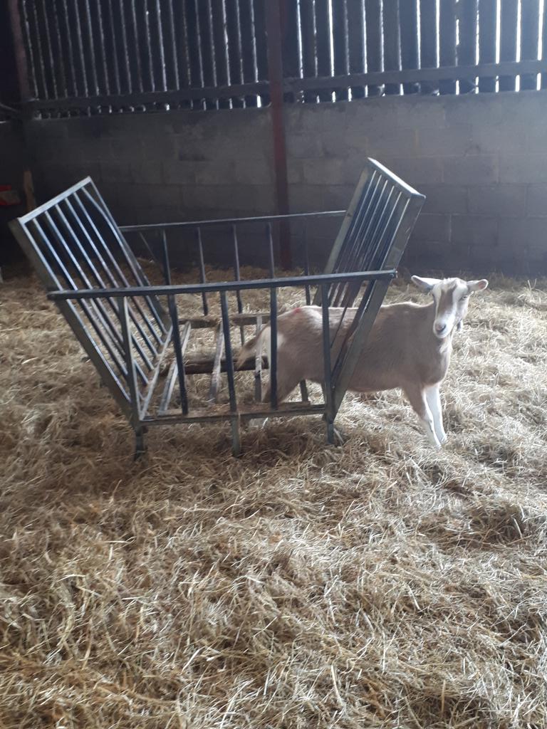 This morning, Annabelle discovered that she was not as slim as when she climbed into the haystack last night and started eating 😂😂