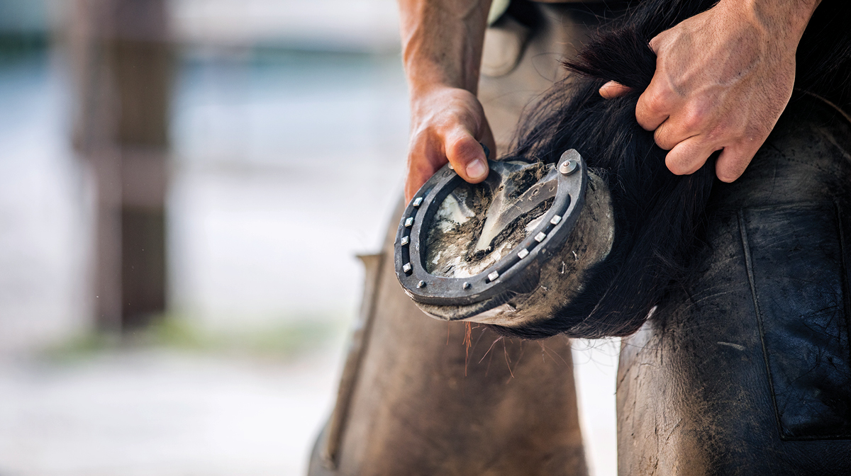 MWI Animal Health tweet media