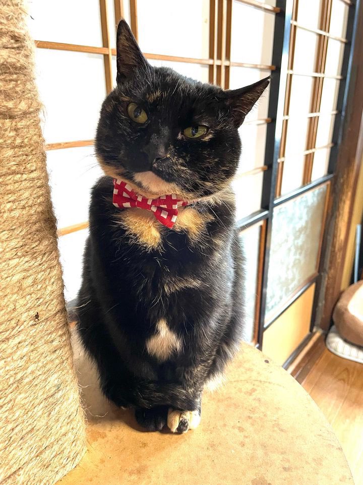 kusafune1's tweet photo. 猫だすけ展参加作家紹介
やまねこ工房さん
猫さんの首輪や、一閑張りのカバンなど https://t.co/LxsazkquBc