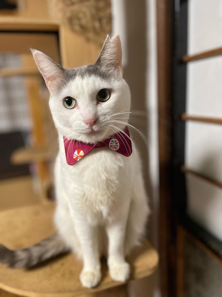 kusafune1's tweet photo. 猫だすけ展参加作家紹介
やまねこ工房さん
猫さんの首輪や、一閑張りのカバンなど https://t.co/LxsazkquBc