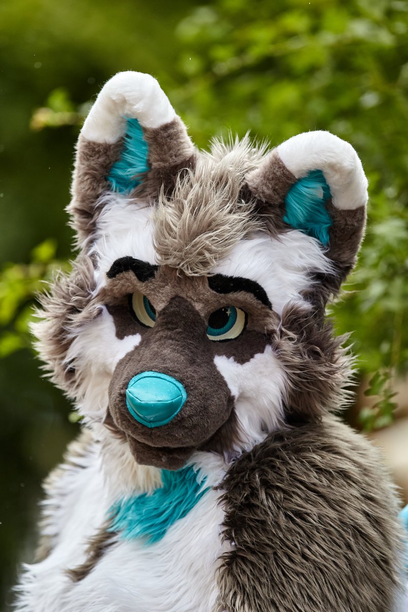 ServalDog tweet media