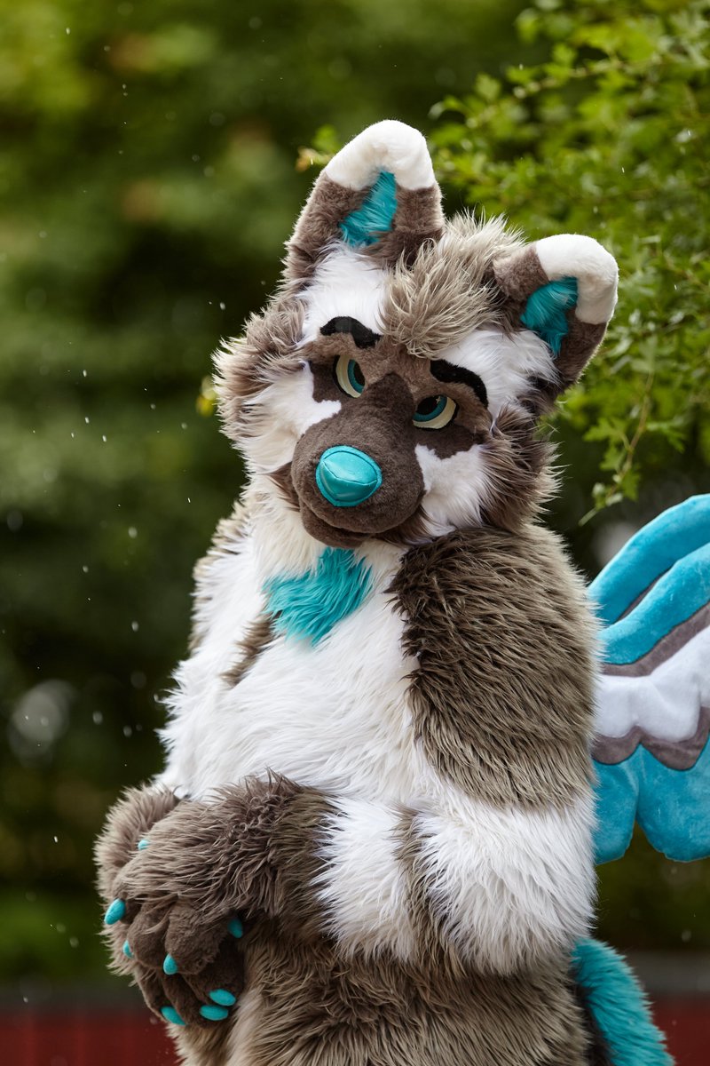 ServalDog tweet media