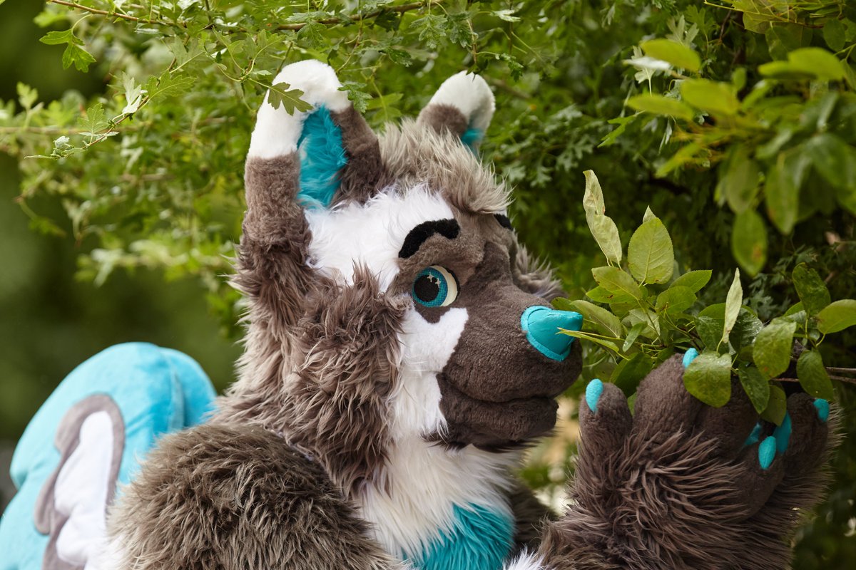 ServalDog tweet media