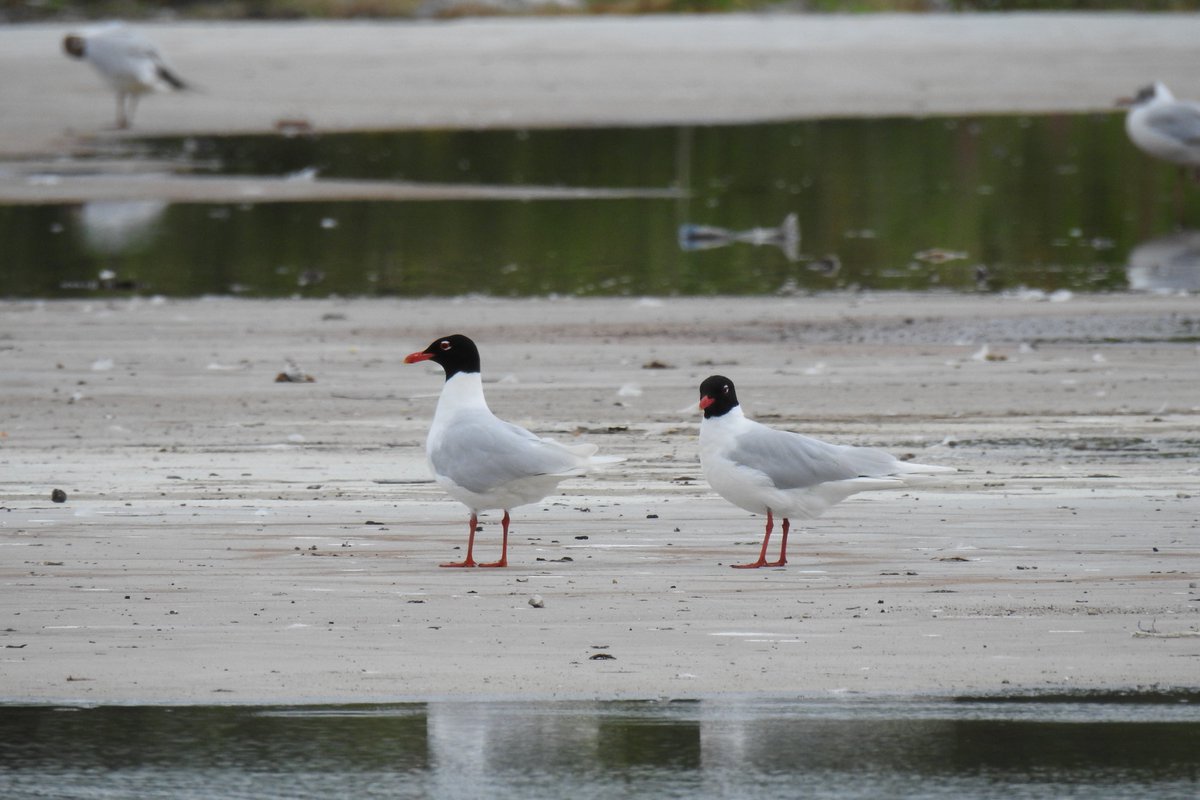 Hines1Peter's tweet photo. 5 Med Gull (4ad &amp; 1st sum) at Fives Trafford (near Trafford Centre) this morning. They fly across the Ship Canal to the filter beds at Eccles ETW. https://t.co/GLiWVUPPoO