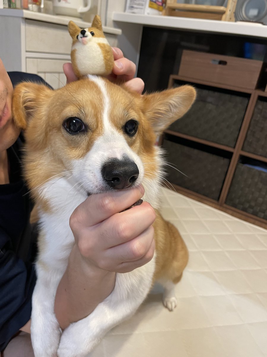 羊毛フェルトコーギー