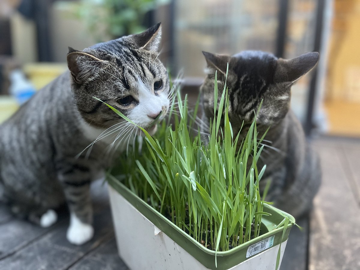 kusafune1's tweet photo. 猫だすけ展参加作家紹介
mamoruncatさん
オーガニックの猫草など
@ami_mamoruncat https://t.co/znld4Ws52R