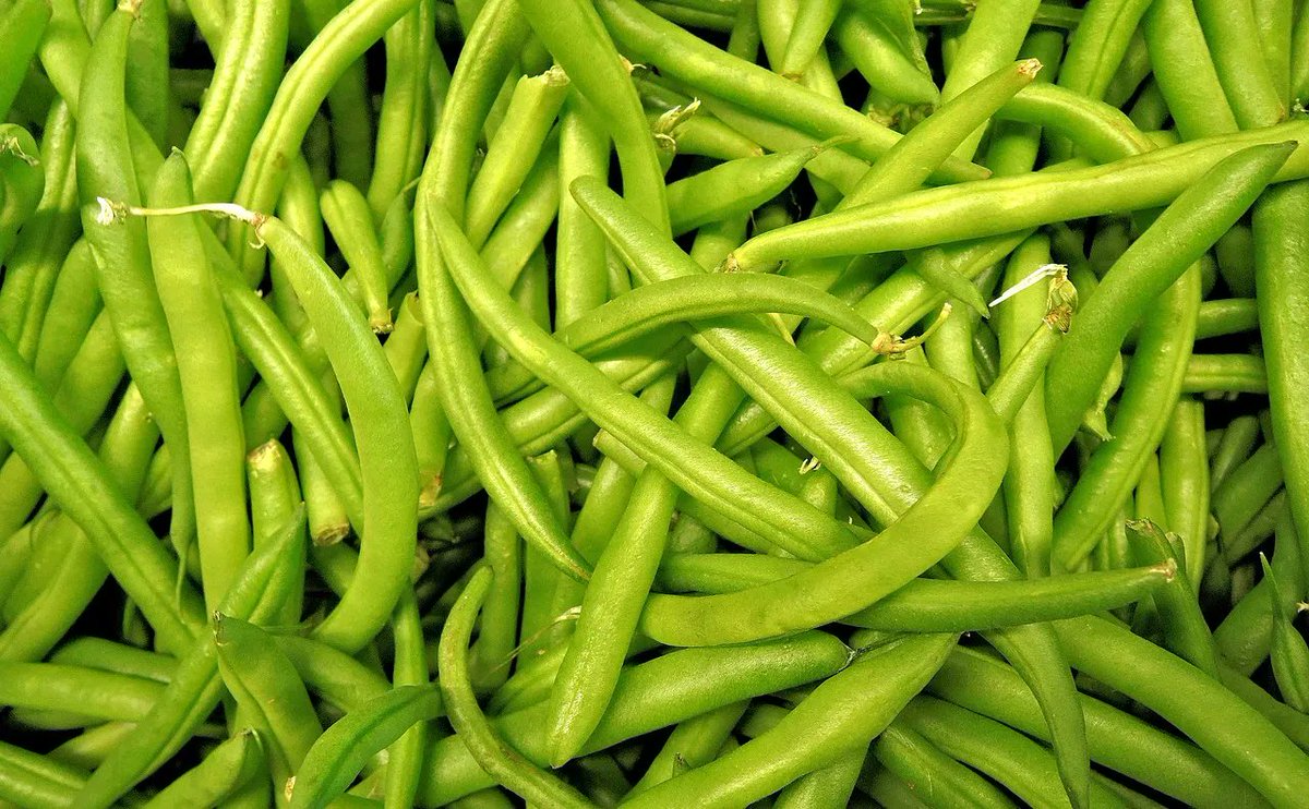 Jhortscib's tweet photo. #Brassinosteroids or #proline can alleviate #yield inhibition under #saltstress via modulating physio-biochemical activities & #antioxidant systems in snap #bean (#Phaseolus vulgaris)
To read this article in JHSB 98:4, visit: https://t.co/h7ZI5XUQyT
@NoraAbdelmotalb @tandfbiosci https://t.co/uFZEEvjY9u
