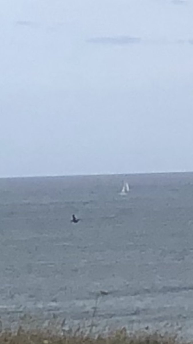 Verity Ward tweet media