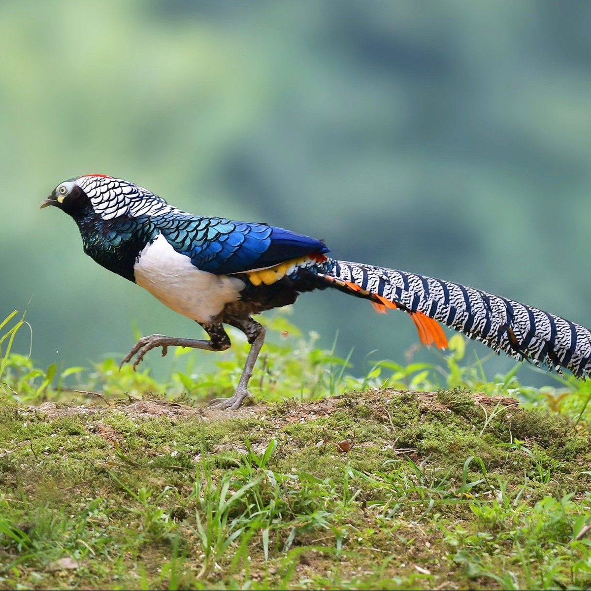 Guess the name of the bird🤪 #birds #nature #photos #LovelyBirdsInChina