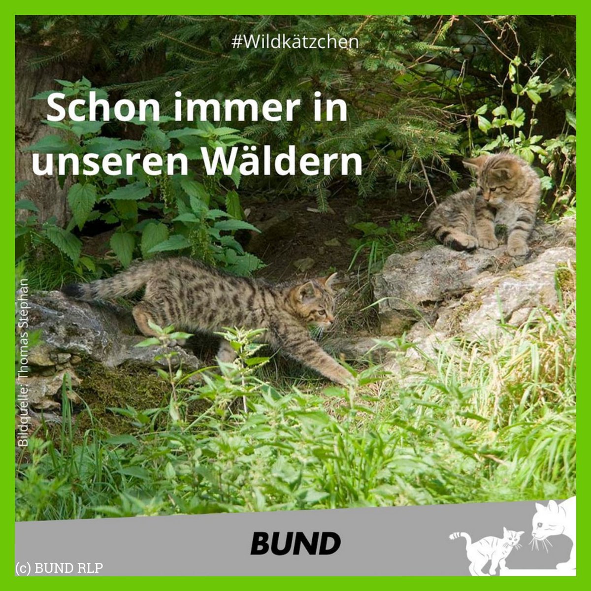 BundSachsen's tweet photo. Die Europäische #Wildkatze ist keine verwilderte Hauskatze! Schon lange bevor die Römer die ersten Hauskatzen über die Alpen brachten, durchstreiften Wildkatzen die Wälder Europas. Damit sie das auch weiter tun können, lasst die Wildkatzen bitte im Wald 🐱 @DPLotterie #BUNDRLP https://t.co/CXIthj1tkP