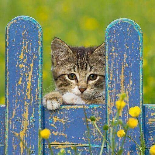 elizanaleonarda's tweet photo. 🌻🌥️ "Que o amor ocupe todos os espaços!" 🌥️🌻

                                         (Jaboticabeira)

#Cristovive   #Bomdia https://t.co/HPhCSsJSd5