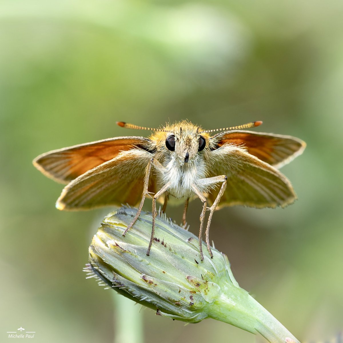 nature_michelle's tweet photo. I have taken many butterfly photos but this one of a Small Skipper is probably my favourite of them all! Taken in France last week 🦋

#TwitterNatureCommunity #TwitterNaturePhotography  @thephotohour #nature #Butterfly #insects #macro #Lepidoptera #Lepidopterology https://t.co/3nnx3yZDM0