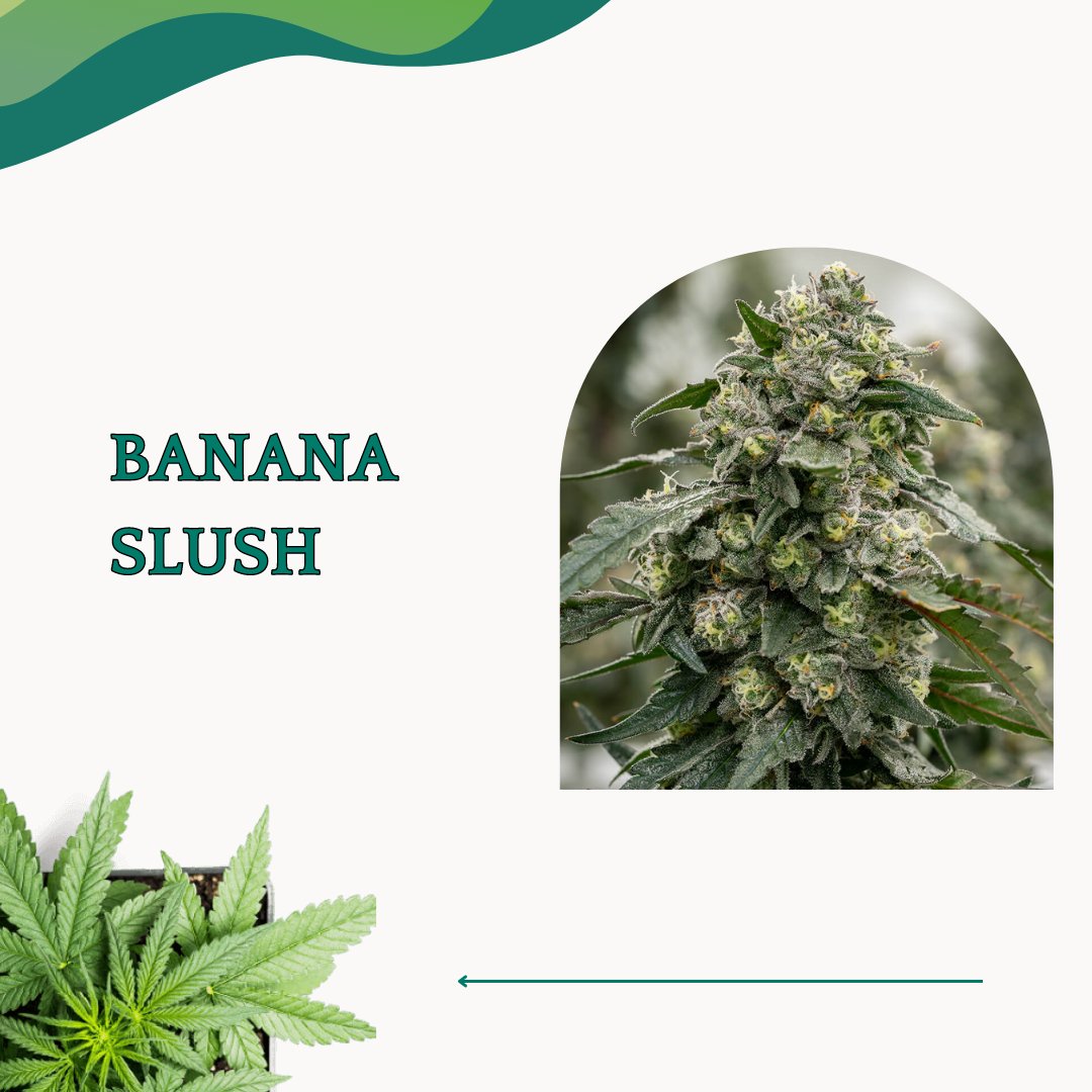 TheWeedyThings's tweet photo. Attention 🌿 connoisseurs! Elevate your experience with our handpicked collection of the best 🌿 seeds for 2023. Prepare for an extraordinary grow journey. 🌿🌱
#seed #seeds2023 #benefitsofnature #depression #mentalhealth #qualityproduct #canadianplants #relaxationtime https://t.co/9SFU916sZ8