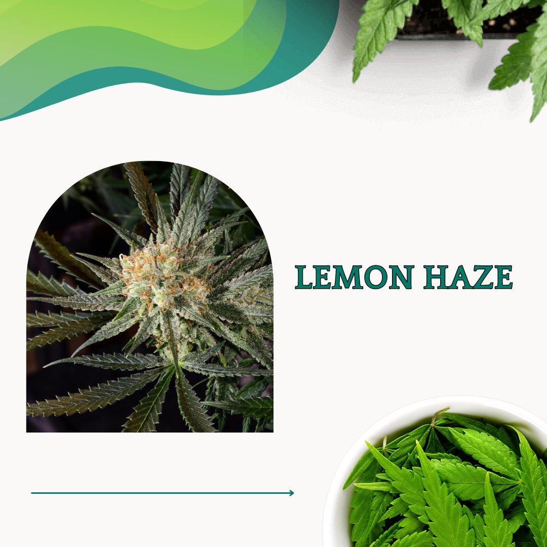 TheWeedyThings's tweet photo. Attention 🌿 connoisseurs! Elevate your experience with our handpicked collection of the best 🌿 seeds for 2023. Prepare for an extraordinary grow journey. 🌿🌱
#seed #seeds2023 #benefitsofnature #depression #mentalhealth #qualityproduct #canadianplants #relaxationtime https://t.co/9SFU916sZ8
