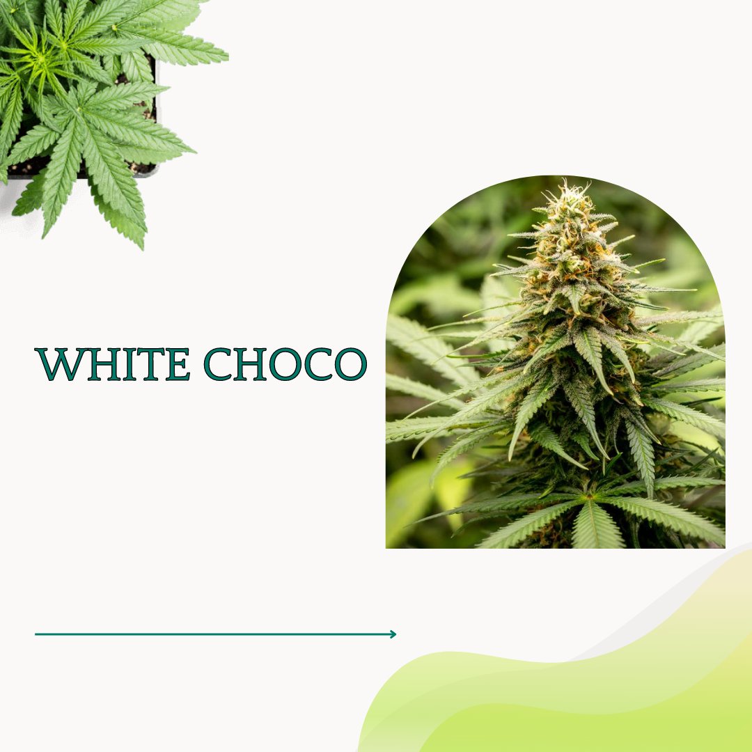 TheWeedyThings's tweet photo. Attention 🌿 connoisseurs! Elevate your experience with our handpicked collection of the best 🌿 seeds for 2023. Prepare for an extraordinary grow journey. 🌿🌱
#seed #seeds2023 #benefitsofnature #depression #mentalhealth #qualityproduct #canadianplants #relaxationtime https://t.co/9SFU916sZ8