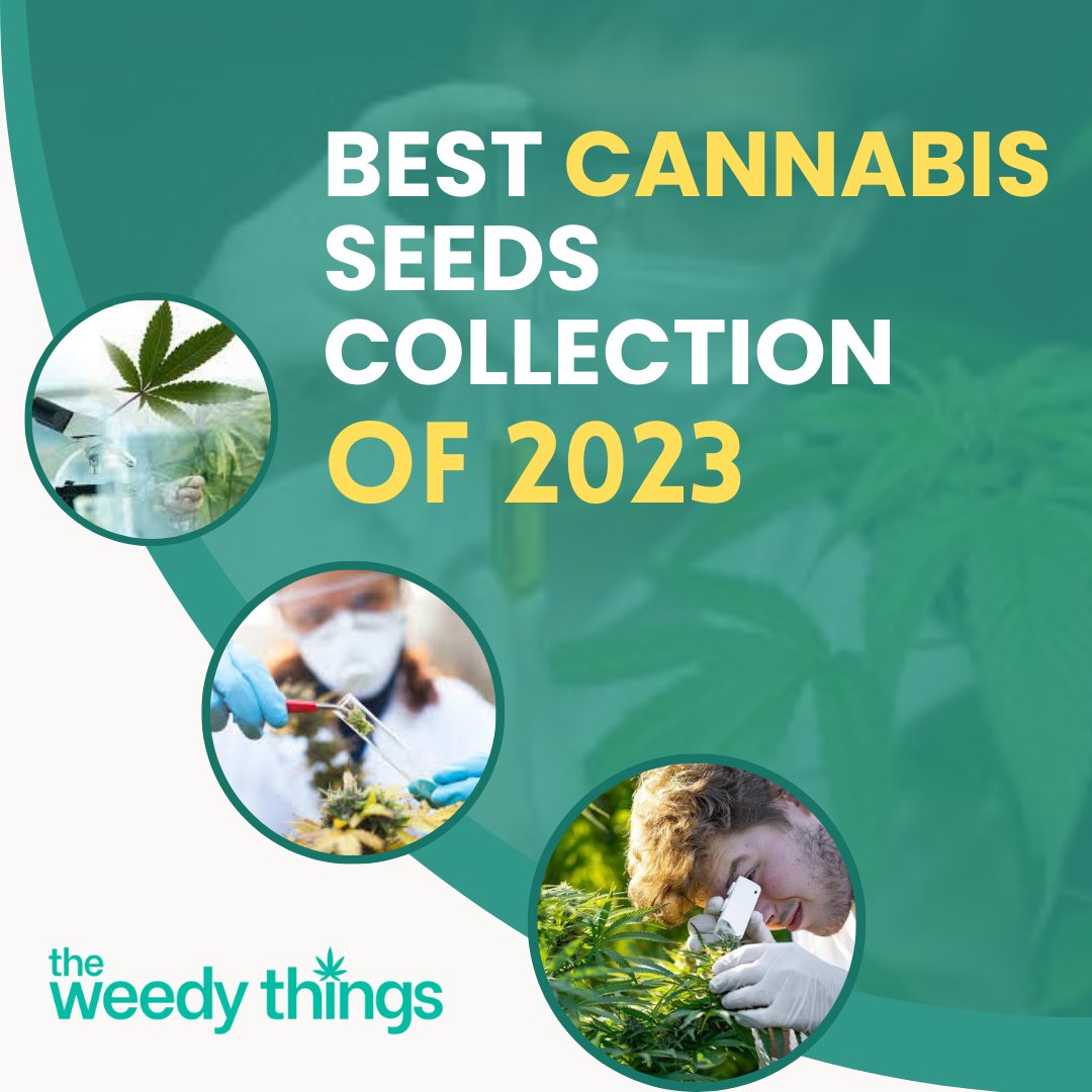 TheWeedyThings's tweet photo. Attention 🌿 connoisseurs! Elevate your experience with our handpicked collection of the best 🌿 seeds for 2023. Prepare for an extraordinary grow journey. 🌿🌱
#seed #seeds2023 #benefitsofnature #depression #mentalhealth #qualityproduct #canadianplants #relaxationtime https://t.co/9SFU916sZ8