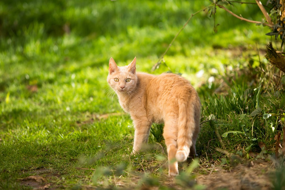 Cats Protection Advocacy Team (@catsadvocacy) on Twitter photo Because of their free roaming nature cats can sadly become trapped in snares. Snares are cruel and inhumane causing agonising injuries to animals.
<a href="/CatsProtection/">Cats Protection</a> is calling on the Scottish Government to ban snares to protect cats, and other domestic and wild animals. #BanSnares Because of their free roaming nature cats can sadly become trapped in snares. Snares are cruel and inhumane causing agonising injuries to animals.
<a href="/CatsProtection/">Cats Protection</a> is calling on the Scottish Government to ban snares to protect cats, and other domestic and wild animals. #BanSnares