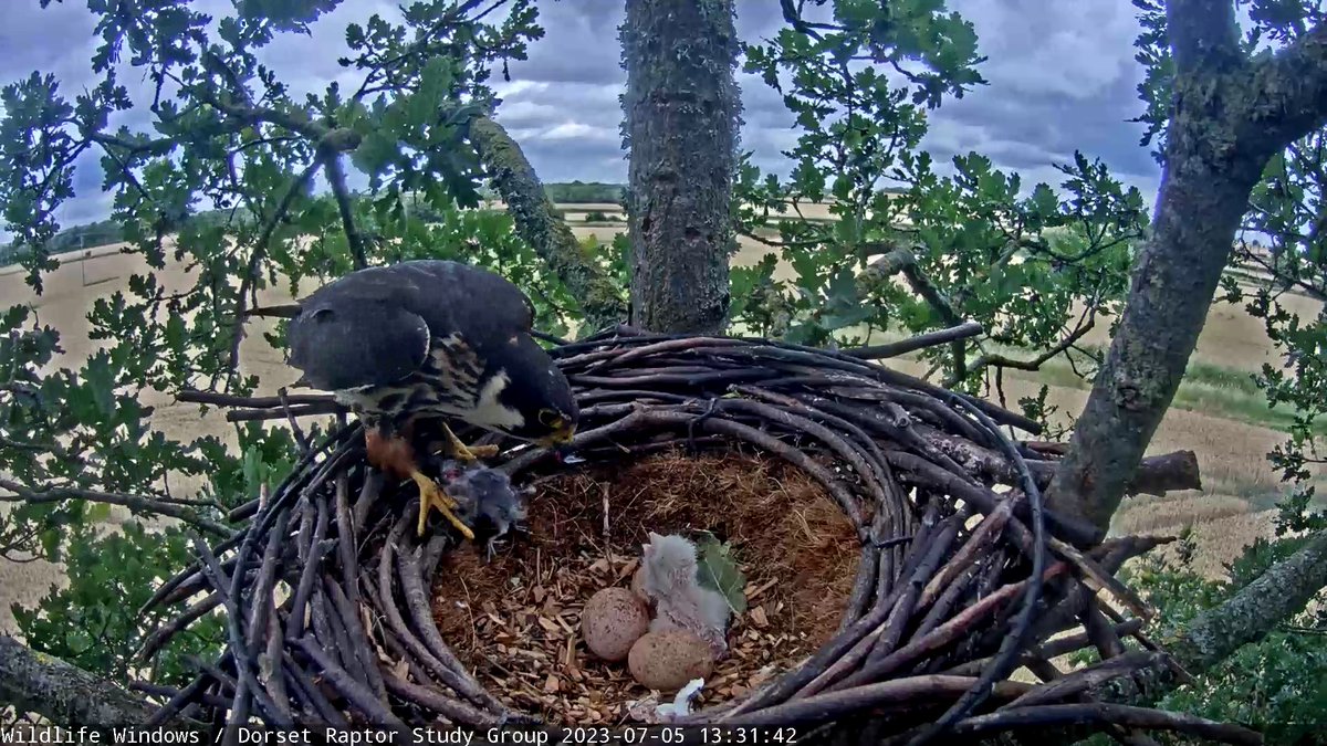 Jason Fathers (@falconsflight51) on Twitter photo 