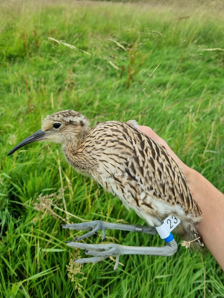 We are nearing the end of #SAVCurlews 2023! It's been a great season for collecting data with 27 nesting attempts followed. However, productivity remains very low. Thanks to all who have assisted our work this year &amp; especially the farmers who we work with. More work to be done!