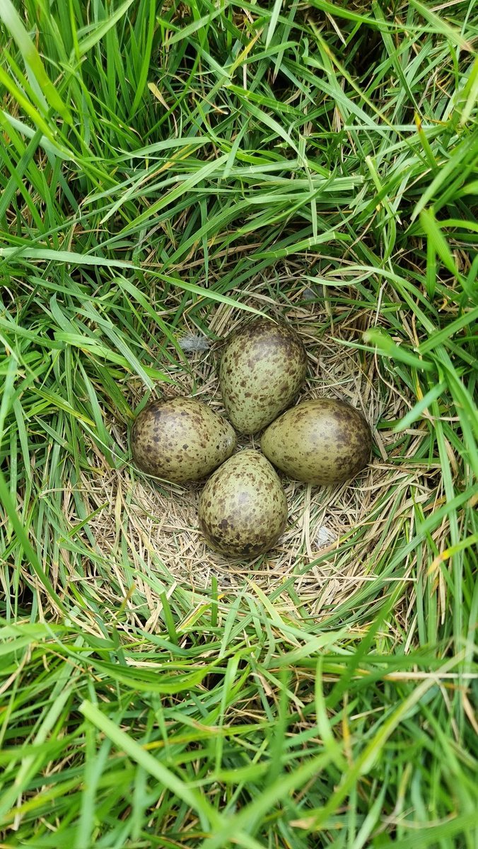 KaneBrides's tweet photo. We are nearing the end of #SAVCurlews 2023! It's been a great season for collecting data with 27 nesting attempts followed. However, productivity remains very low. Thanks to all who have assisted our work this year &amp; especially the farmers who we work with. More work to be done! https://t.co/XpyJBdwILj