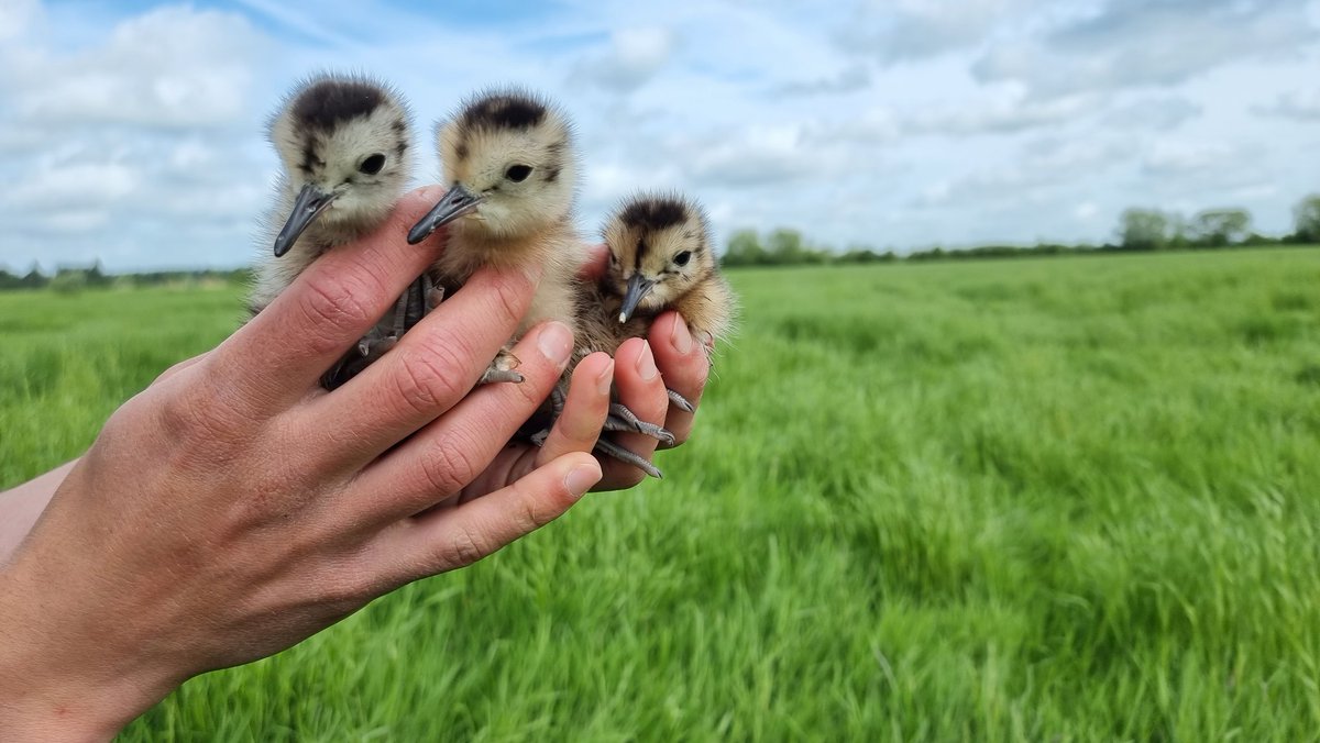 KaneBrides's tweet photo. We are nearing the end of #SAVCurlews 2023! It's been a great season for collecting data with 27 nesting attempts followed. However, productivity remains very low. Thanks to all who have assisted our work this year &amp; especially the farmers who we work with. More work to be done! https://t.co/XpyJBdwILj
