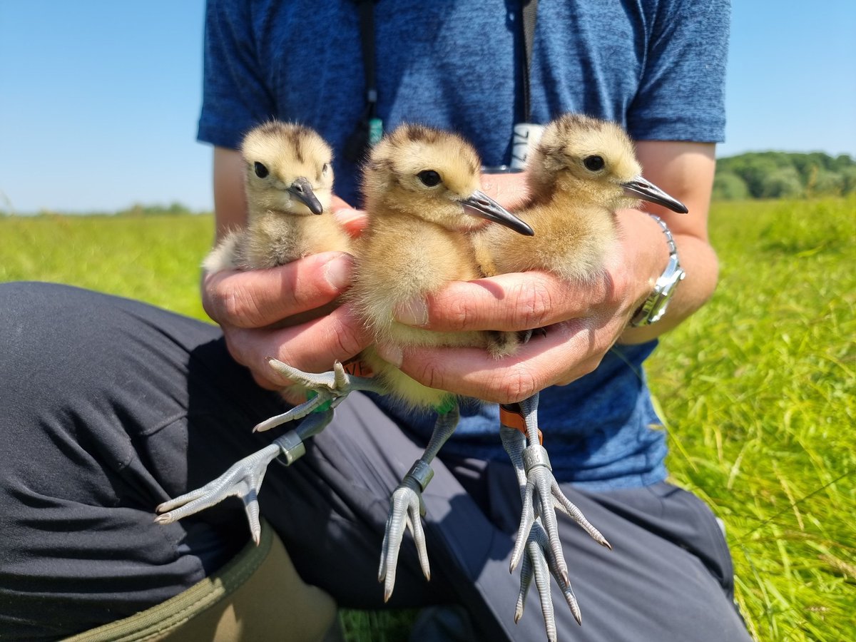 KaneBrides's tweet photo. We are nearing the end of #SAVCurlews 2023! It's been a great season for collecting data with 27 nesting attempts followed. However, productivity remains very low. Thanks to all who have assisted our work this year &amp; especially the farmers who we work with. More work to be done! https://t.co/XpyJBdwILj