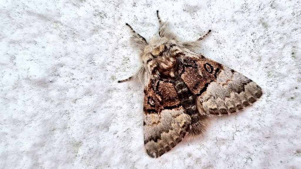 Nut-tree Tussock moth (Colocasia coryli). Beautiful, fresh individual found in the SW of the Isle of Mull. Some nice deciduous woodland rewilding there 😊 <a href="/ScotlandTBP/">SCOTLAND: The Big Picture</a> #rewilding #northwoods <a href="/savebutterflies/">Butterfly Conservation 🦋</a> <a href="/Achabanhouse/">Achaban House</a>