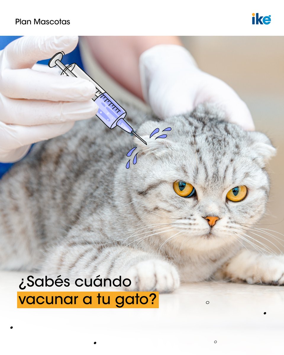 ike_argentina's tweet photo. ¿A qué edad debés vacunar a tu gato? 🐱💉
¿Le diste todas las vacunas a tus amigos felinos? Conoce más sobre esto en nuestro blog👌https://t.co/yds4v5FEUb

#Gatos #Vacuna #Mascotas #PlanMascotas #Veterinaria #Veterinario #Cuidado #Animales #Animal https://t.co/1FEh1uvs8J