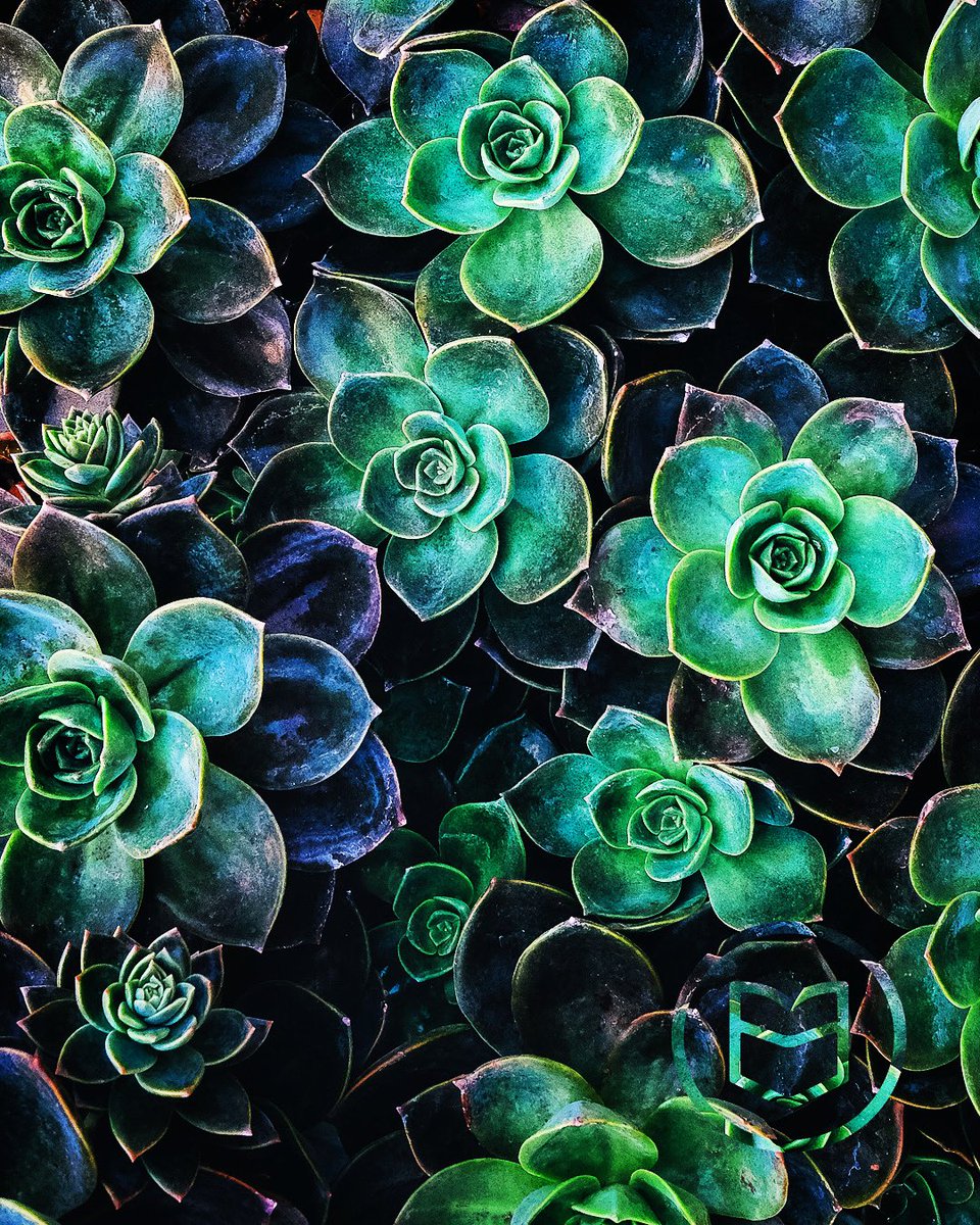 Pockitudes™ tweet media