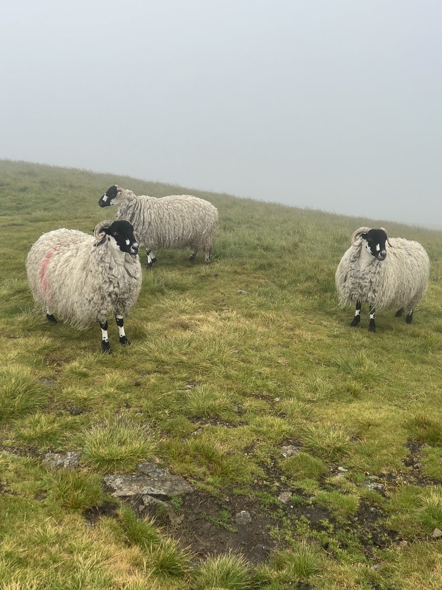 Myrtle Park Primary tweet media
