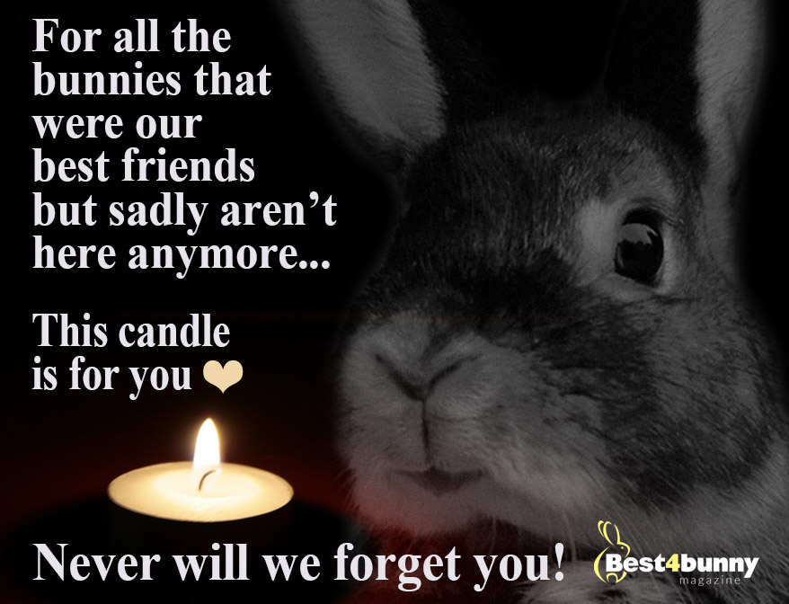 Best4bunny's tweet photo. Today is #NationalPetMemorialDay 
Every day we remember our bunnies (and other pets) who are no longer with us, but today we would love you to share with us a memory of your best friends that have crossed Rainbow Bridge. Post a message and/or photo. We hope it brings you comfort. https://t.co/HZVzf3ZJDJ