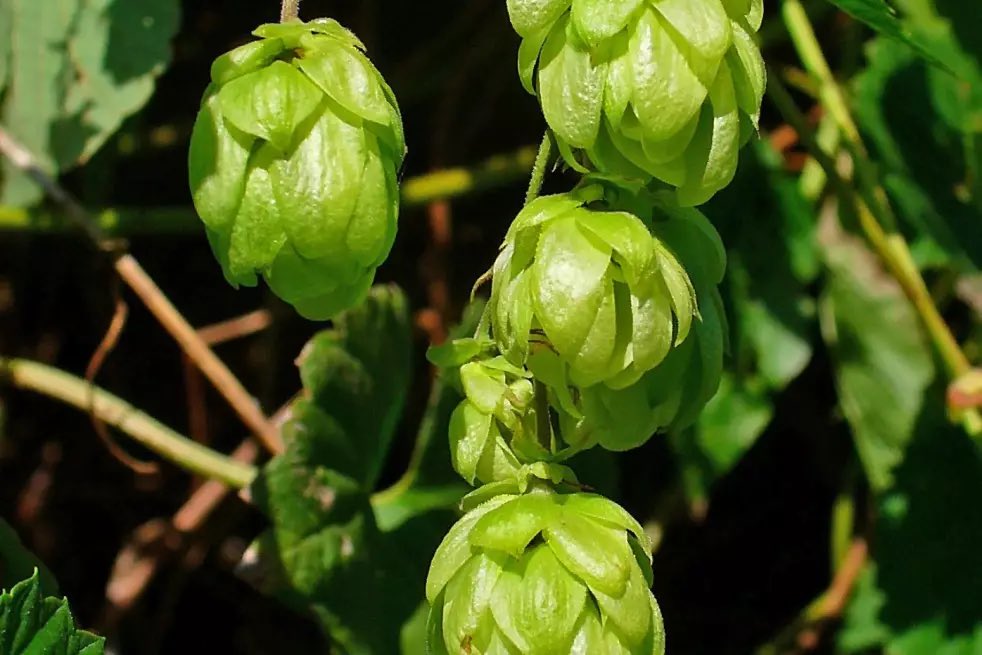 Aujourd’hui, la <a href="/EU_Commission/">European Commission</a> a publié sa nouvelle étude sur l’impact socio-économique de la nouvelle réglementation sur les produits de protection de la santé des plantes. Le résultat est sans appel: une ↘️ significative de la production est prévoir pour la vigne et le houblon