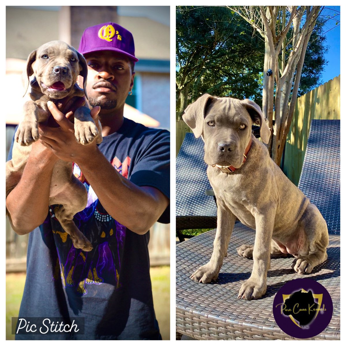 PureCaneKennels's tweet photo. Few pups from last year’s litter.. follow @PureCaneKennels on IG for all updates and inquiries https://t.co/JJEeAEE57y