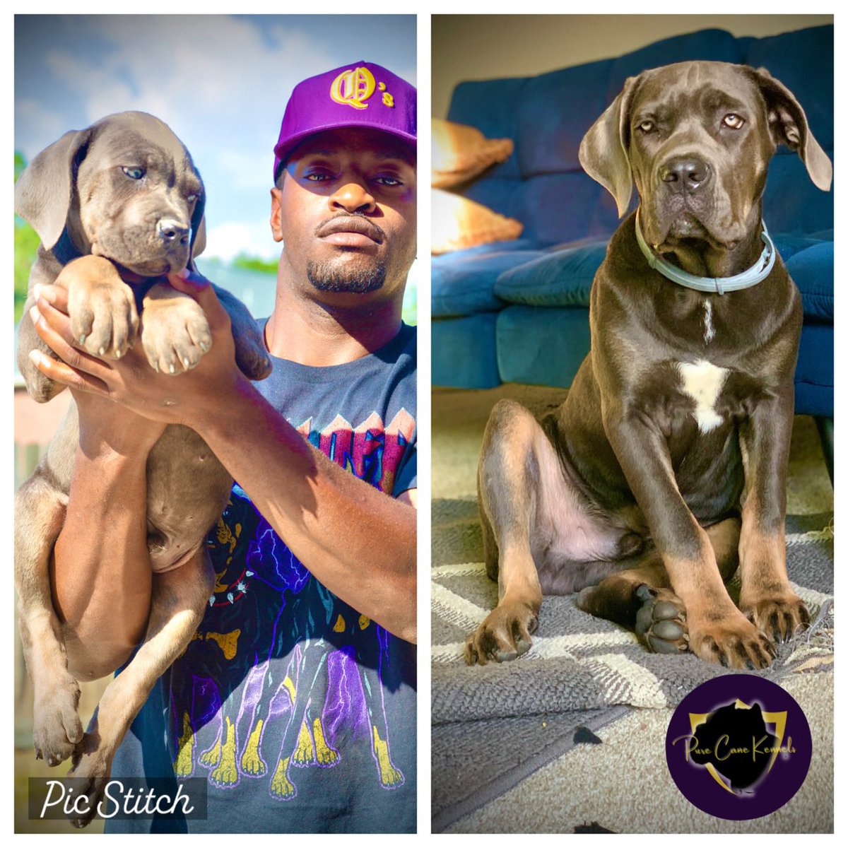 PureCaneKennels's tweet photo. Few pups from last year’s litter.. follow @PureCaneKennels on IG for all updates and inquiries https://t.co/JJEeAEE57y