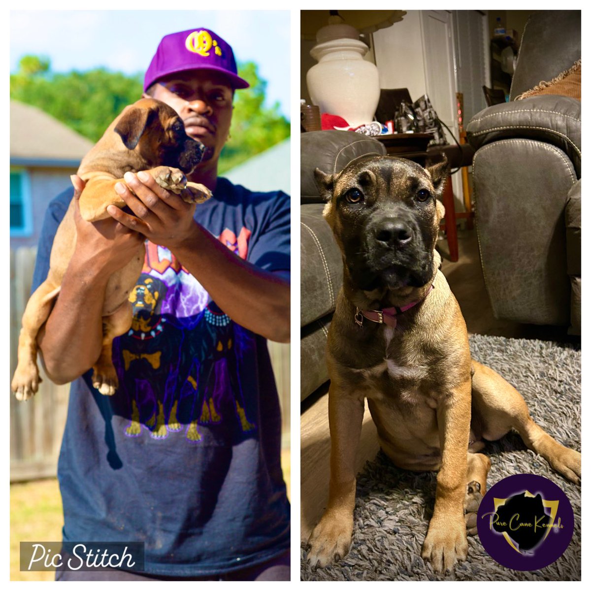 PureCaneKennels's tweet photo. Few pups from last year’s litter.. follow @PureCaneKennels on IG for all updates and inquiries https://t.co/JJEeAEE57y