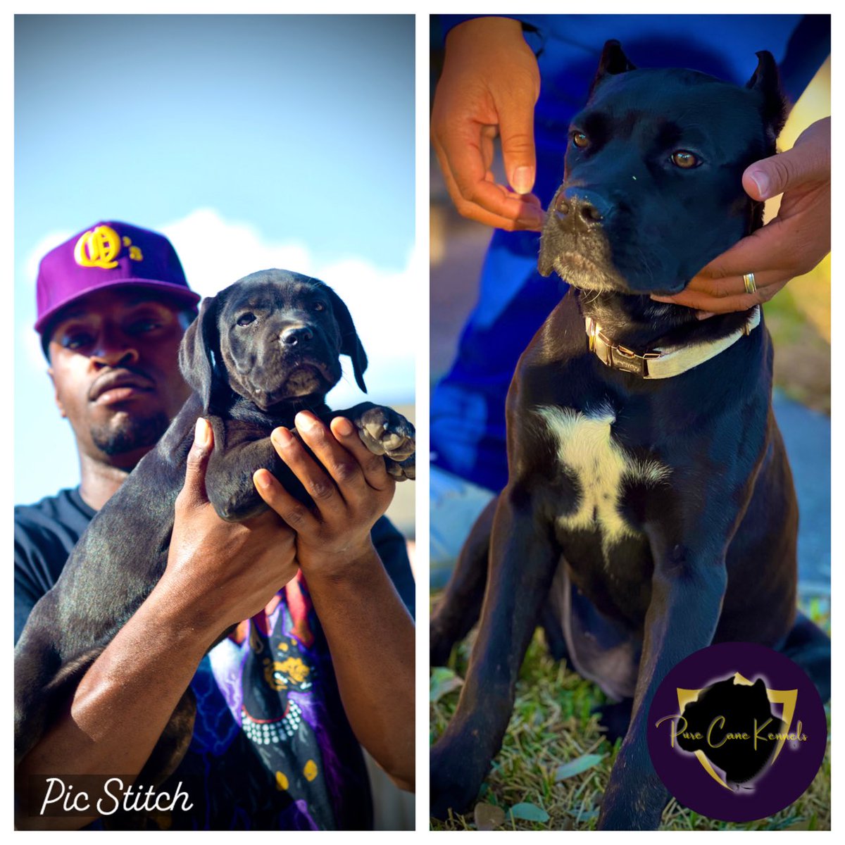 PureCaneKennels's tweet photo. Few pups from last year’s litter.. follow @PureCaneKennels on IG for all updates and inquiries https://t.co/JJEeAEE57y