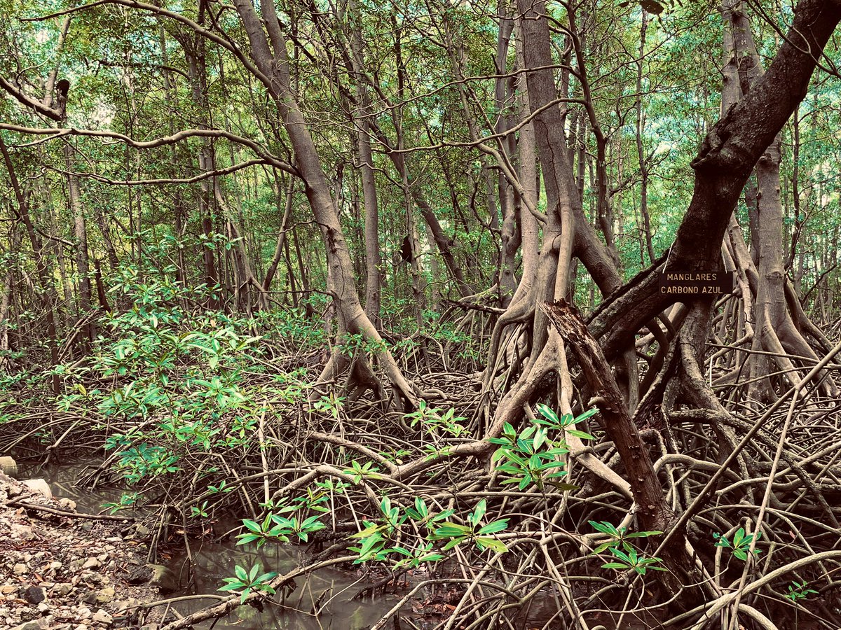 Tom Hickey tweet media