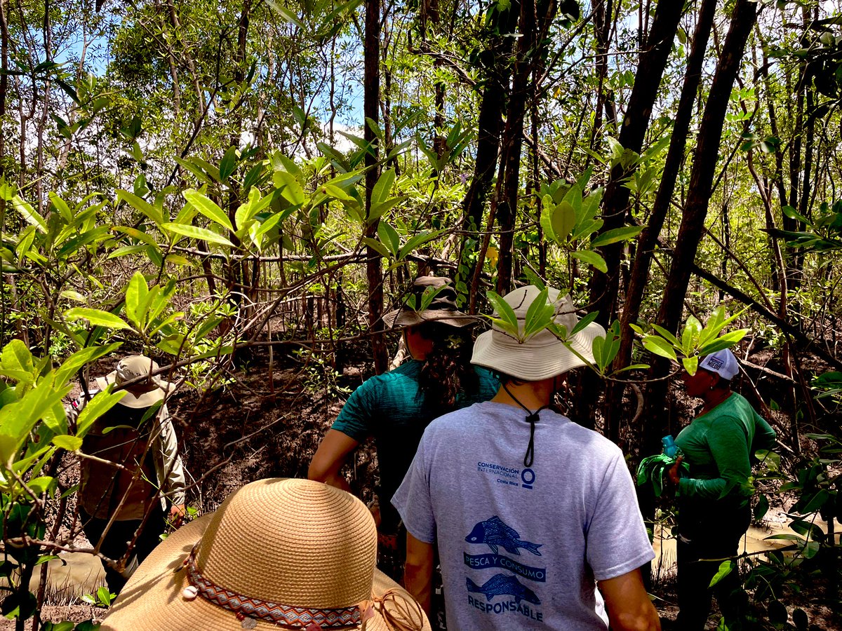 Tom Hickey tweet media