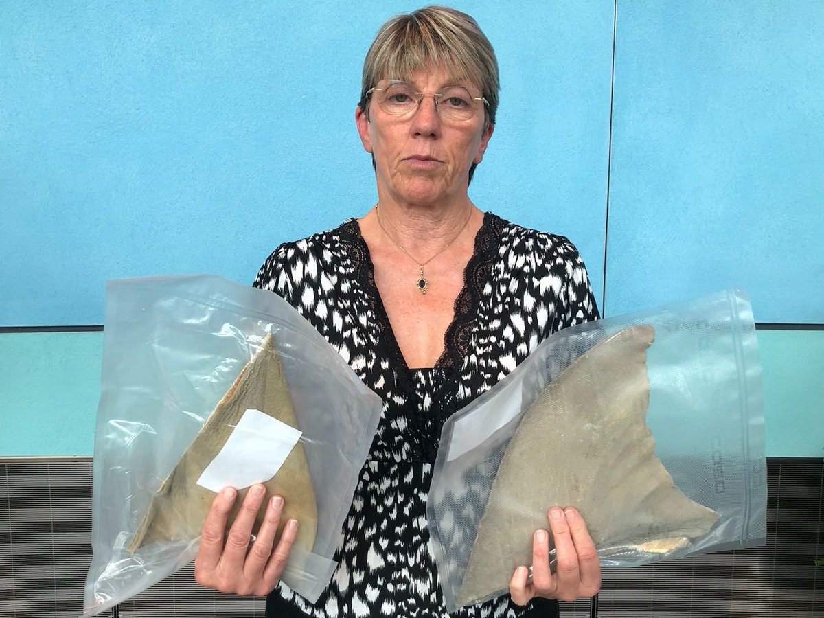 CarolineRooseEU's tweet photo. Ce midi, la Commission européenne a publié sa réponse officielle à l'initiative citoyenne européenne @StopFinningEU qui demandait l'interdiction du commerce d'ailerons de requins.
Une réponse qui montre que le combat continue. ⤵️ https://t.co/HD5NJsblvZ